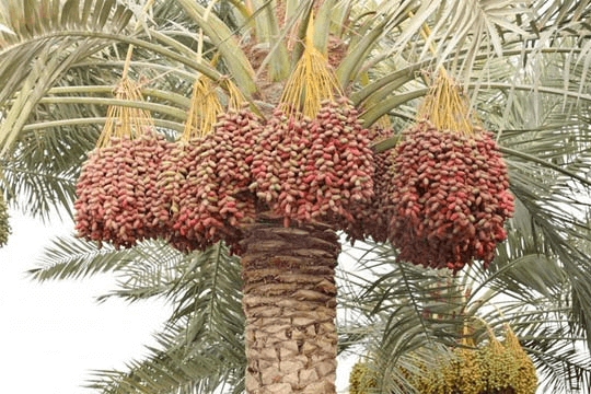 saudi arabesque - saudi date trees