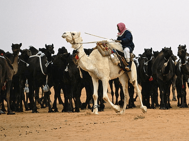 saudi arabesque - harb tribe black camels