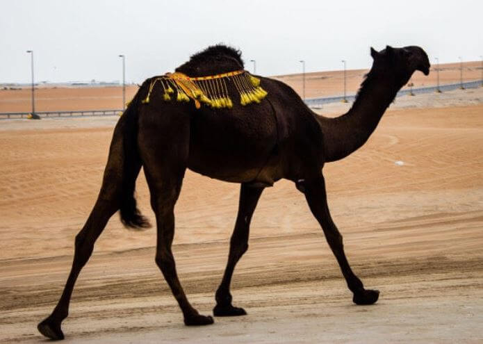 saudi arabesque - harb tribe one black camel